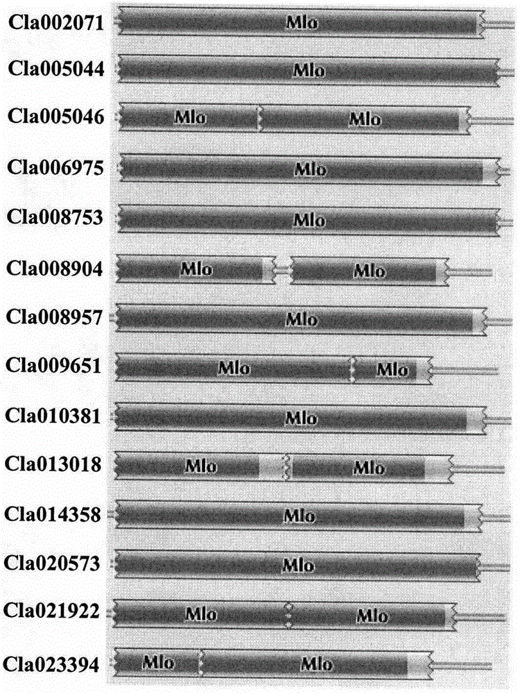 Rapid identification of watermelon MLO type anti-powdery mildew gene