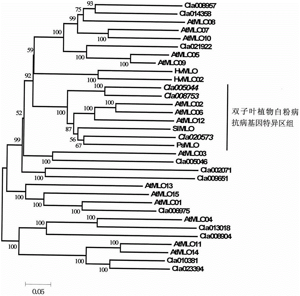 Rapid identification of watermelon MLO type anti-powdery mildew gene