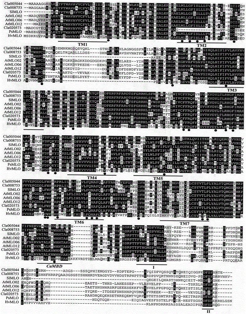 Rapid identification of watermelon MLO type anti-powdery mildew gene