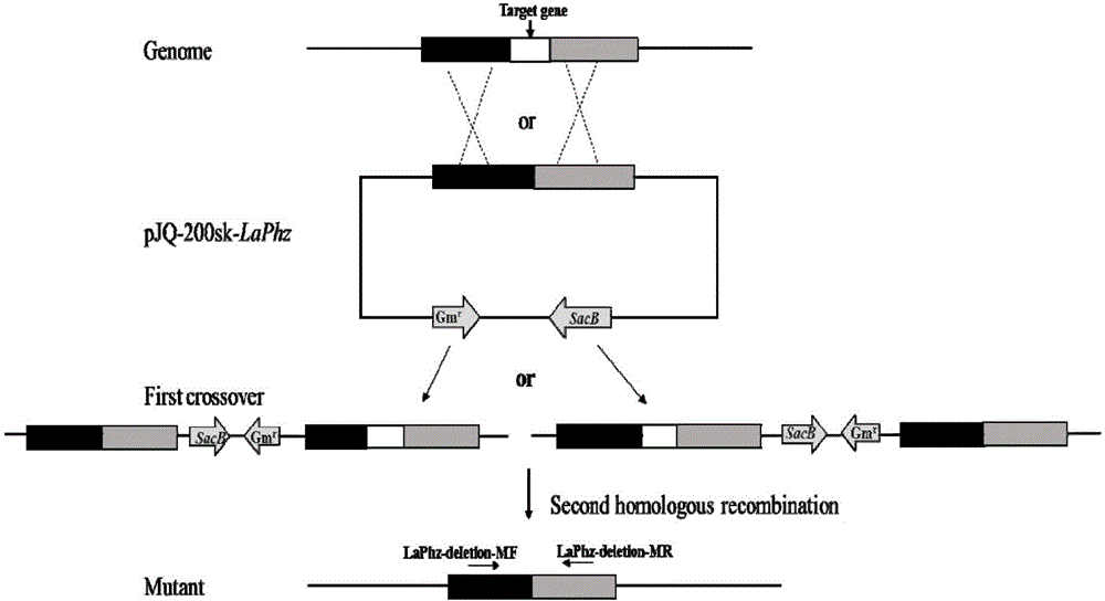 Antibiotic lysobacter spp gene knockout system as well as construction method and application thereof