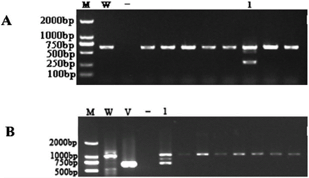 Antibiotic lysobacter spp gene knockout system as well as construction method and application thereof