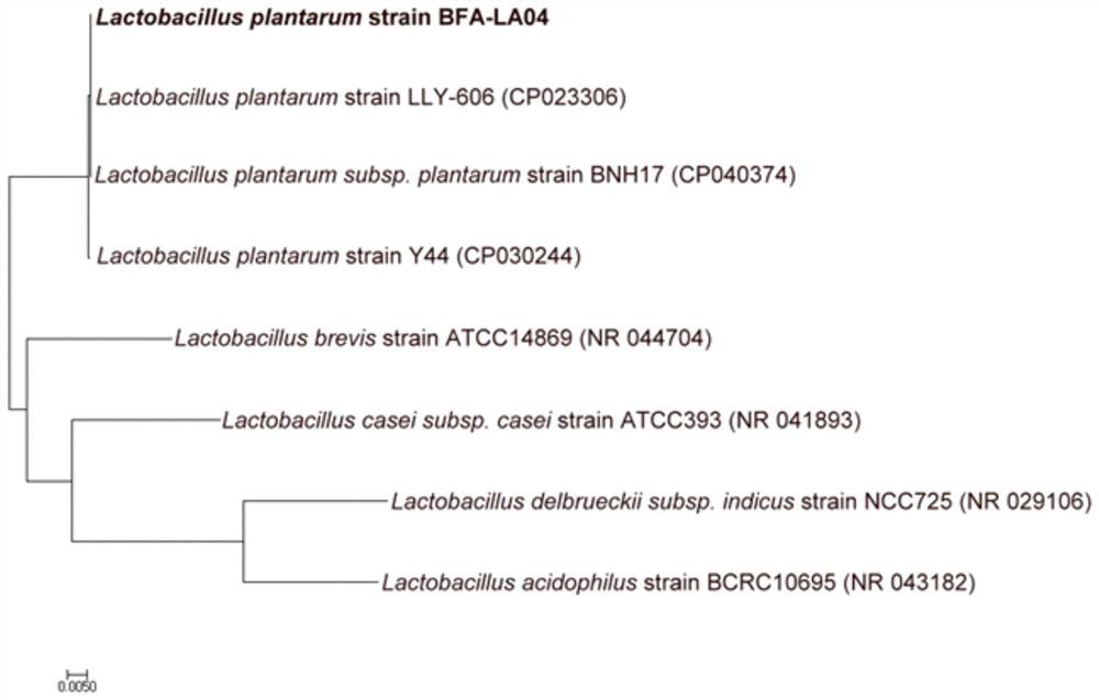 Lactobacillus plantarum BFA-LA04 strain with uric acid reducing capacity and application thereof