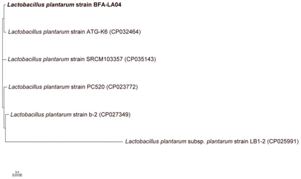 Lactobacillus plantarum BFA-LA04 strain with uric acid reducing capacity and application thereof