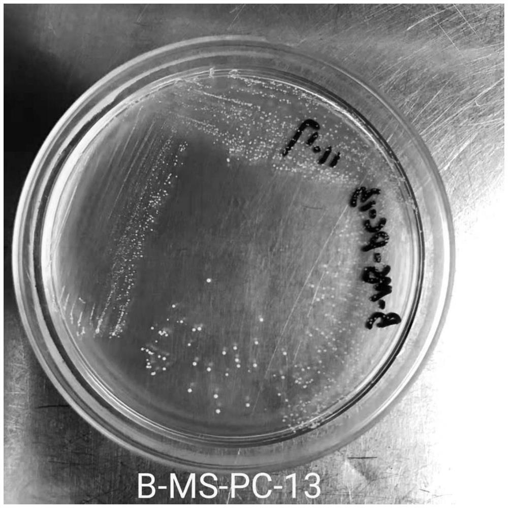 Leuconostoc mesenteroides and application thereof