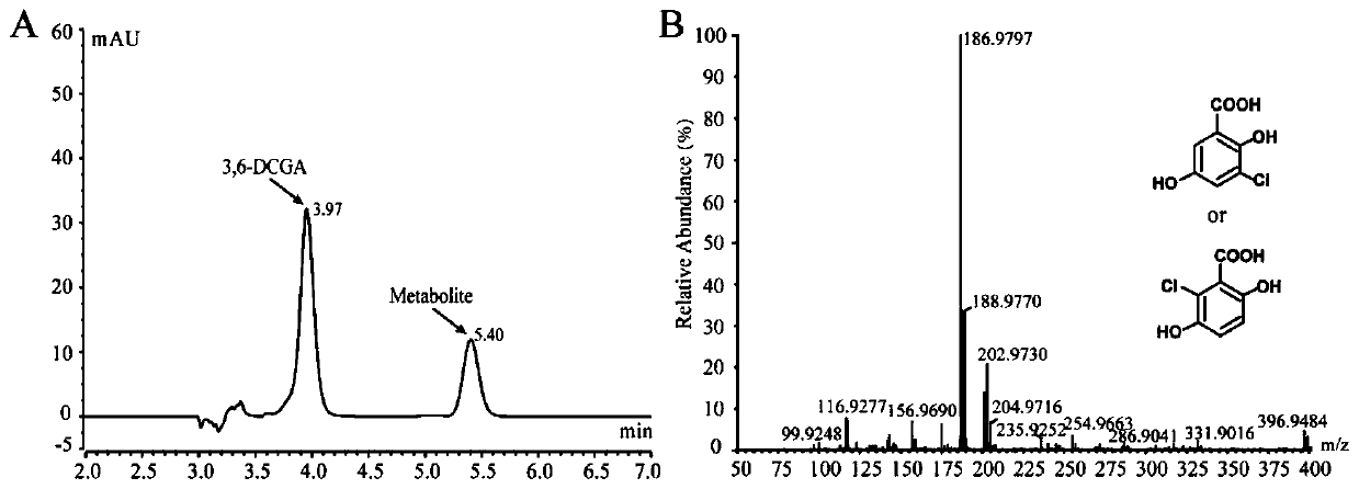 Application of dicamba intermediate product 3,6-dichlorogentisate dechlorinase dsmh2 and its coding gene