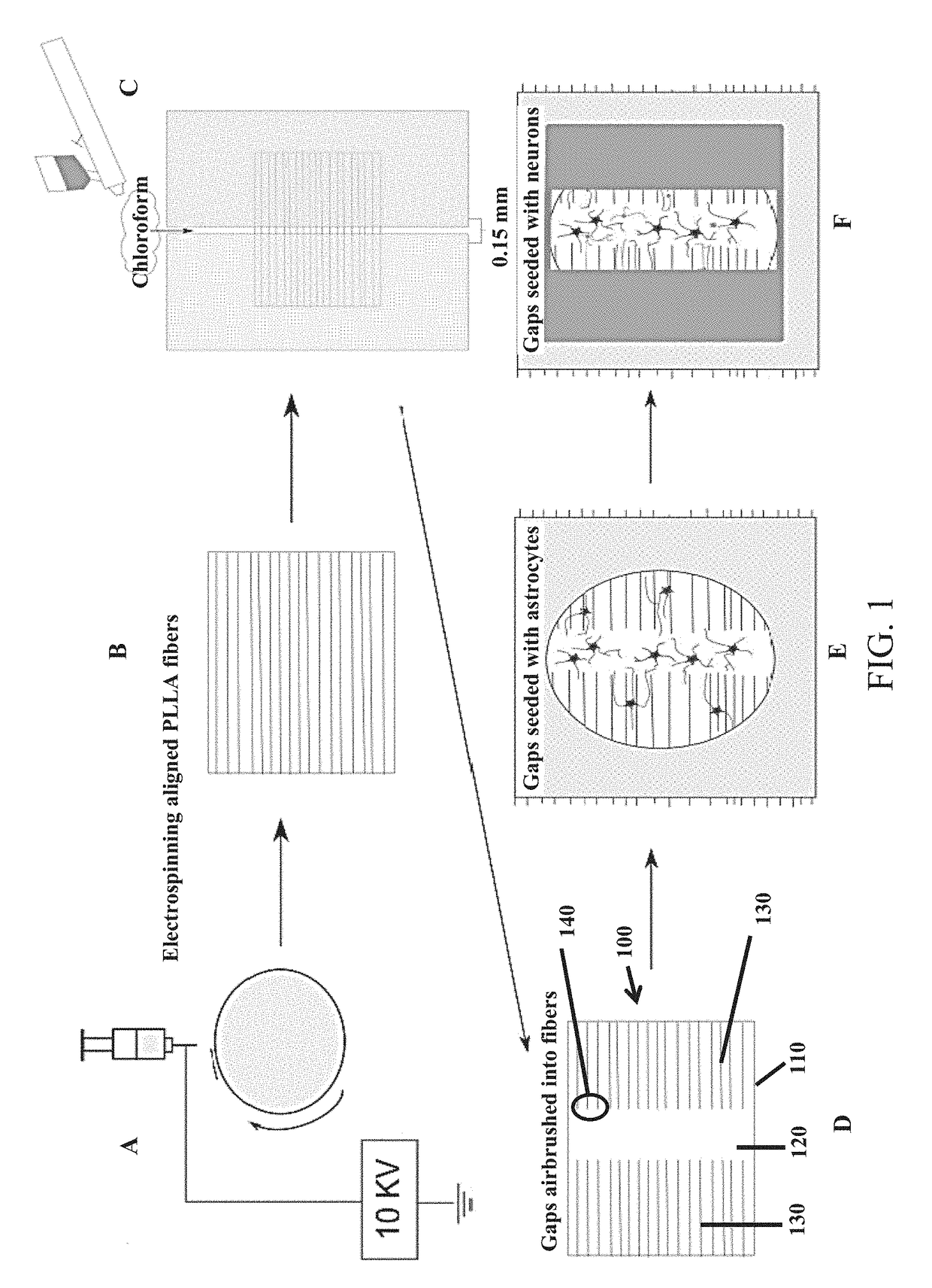 In vitro culture model of anisotropic to isotropic transitions