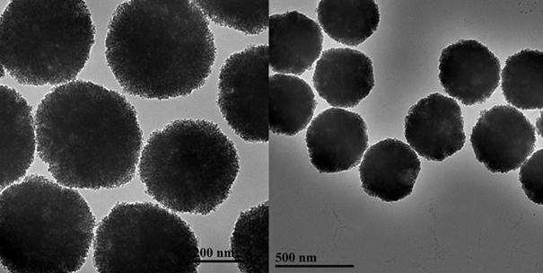 Method for extracting bacterium genomic DNA by using magnetic nanoparticles