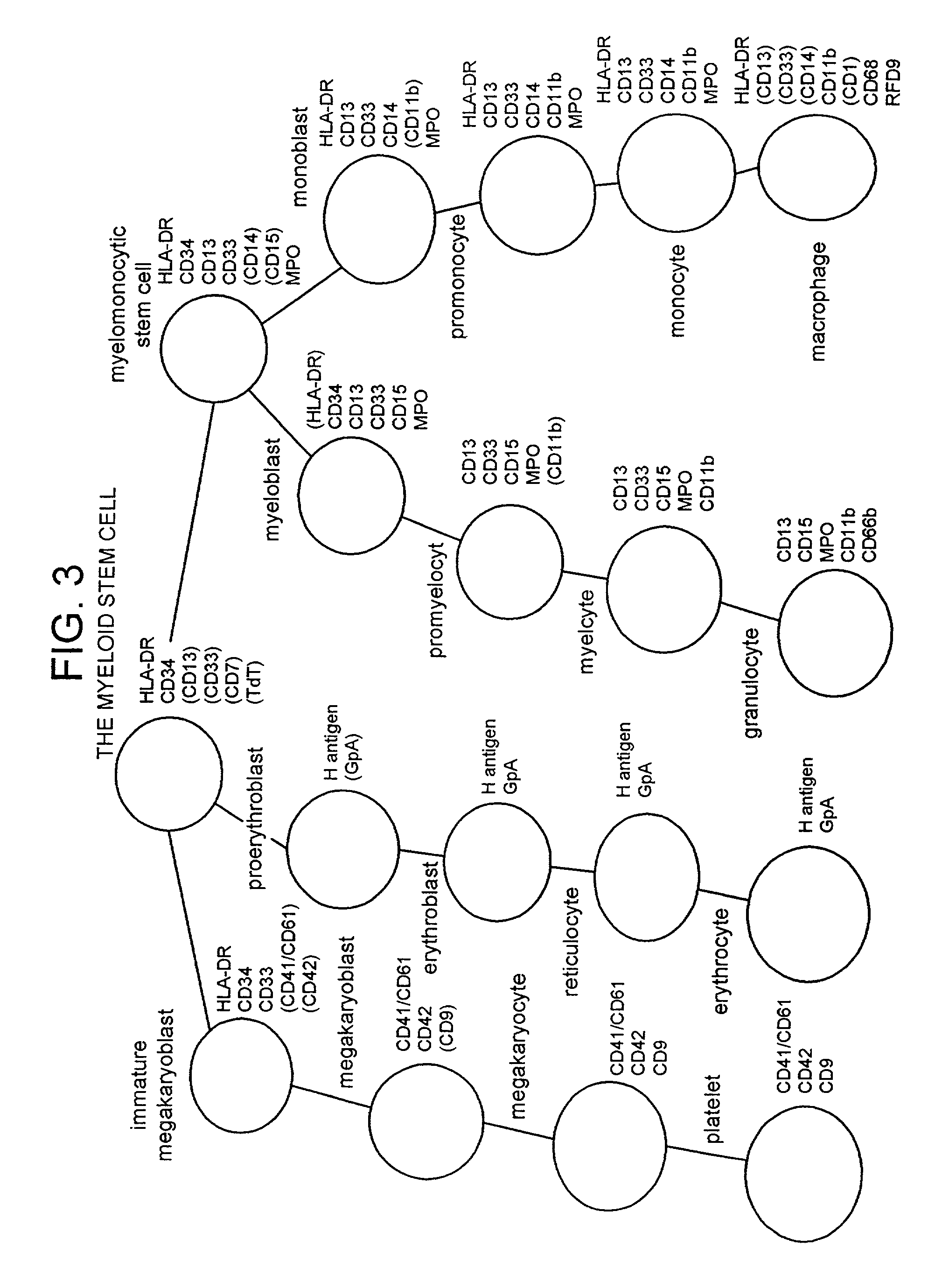 Method of preparing an undifferentiated cell