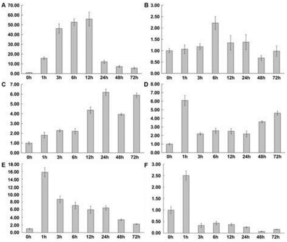 Method for cloning AhbHLH1L genes and expressing functions for peanuts under adversity stress