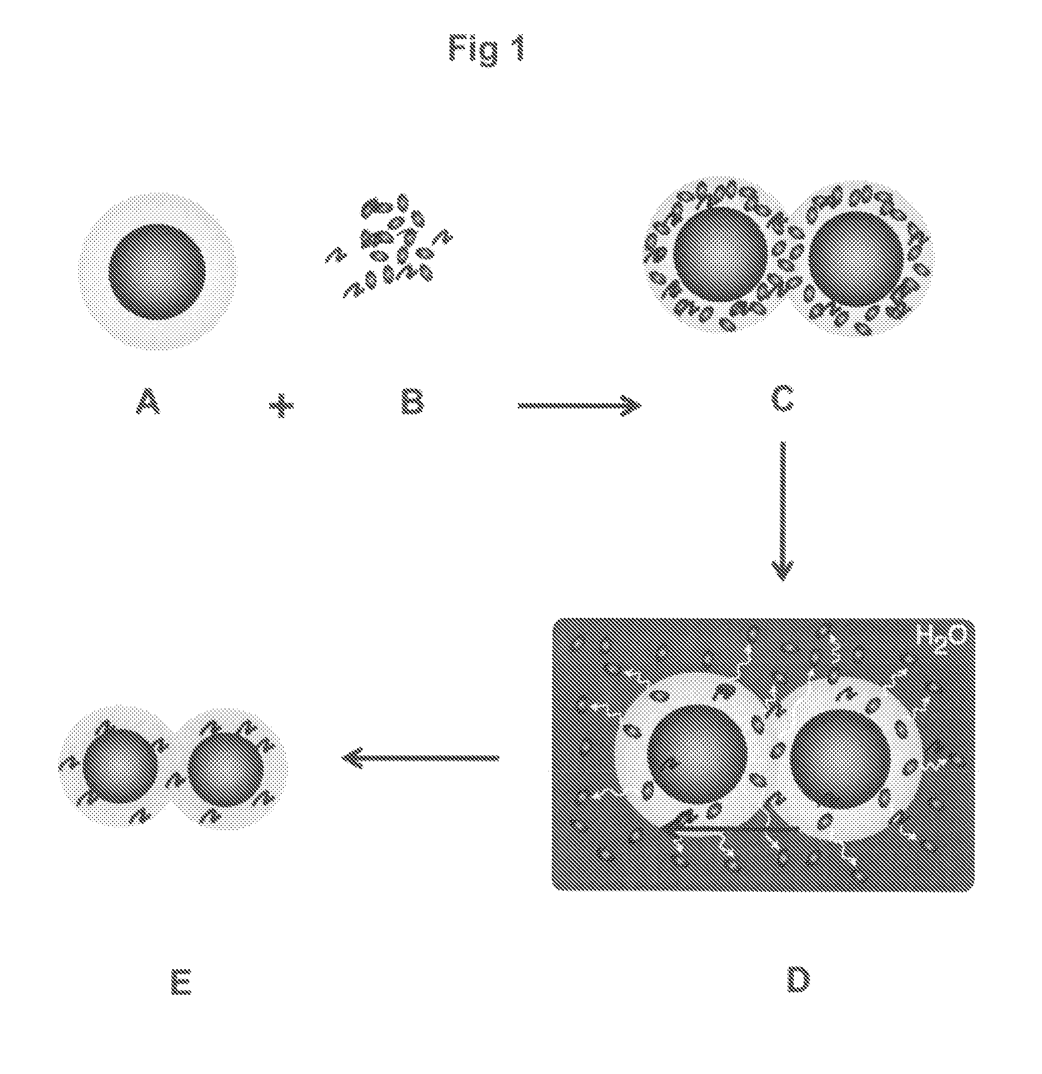 Bone graft and biocomposite for prosthetic dentistry