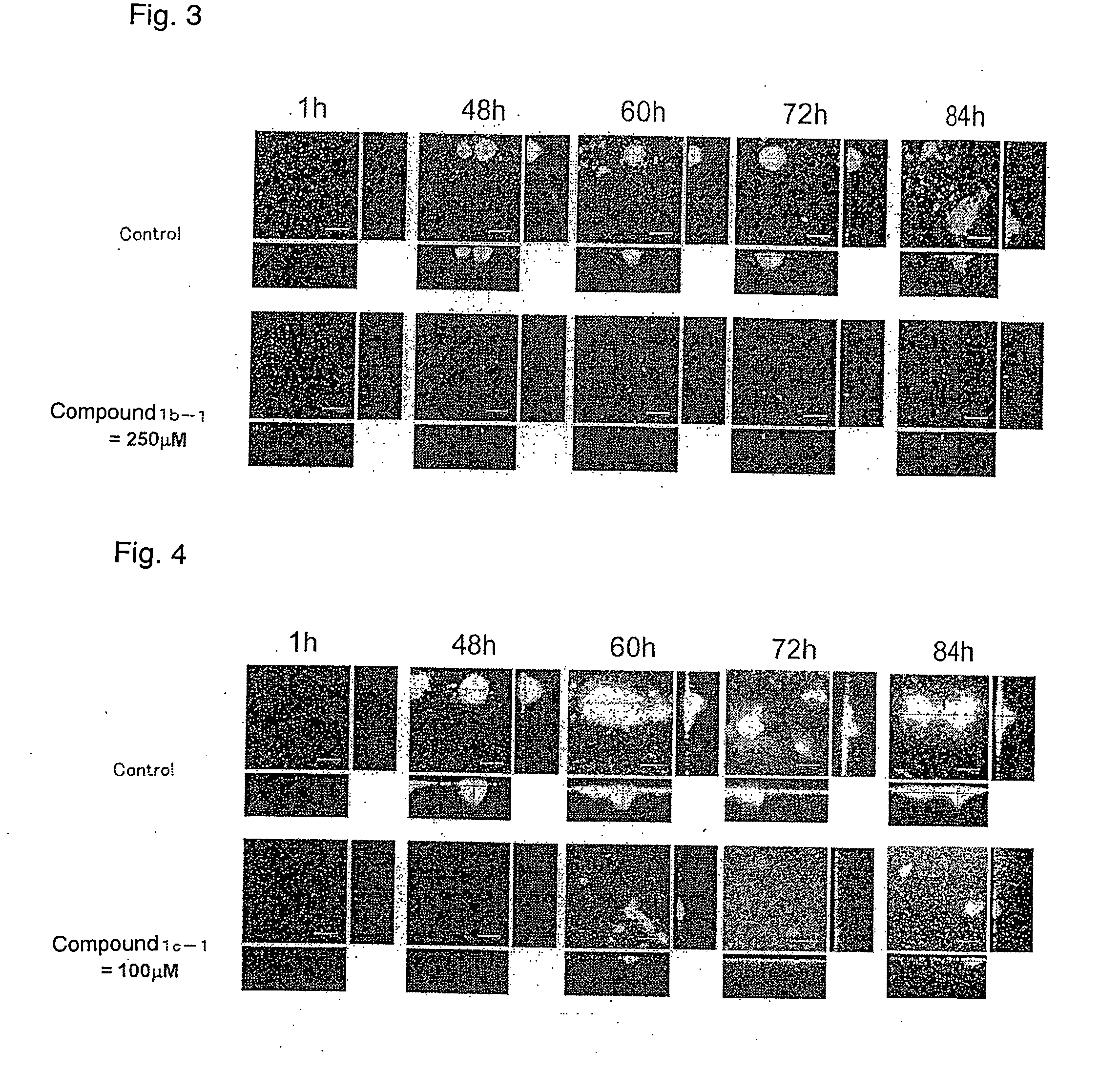 Amide compound or salt thereof, and biofilm inhibitor, biofilm remover and disinfectant containing the same