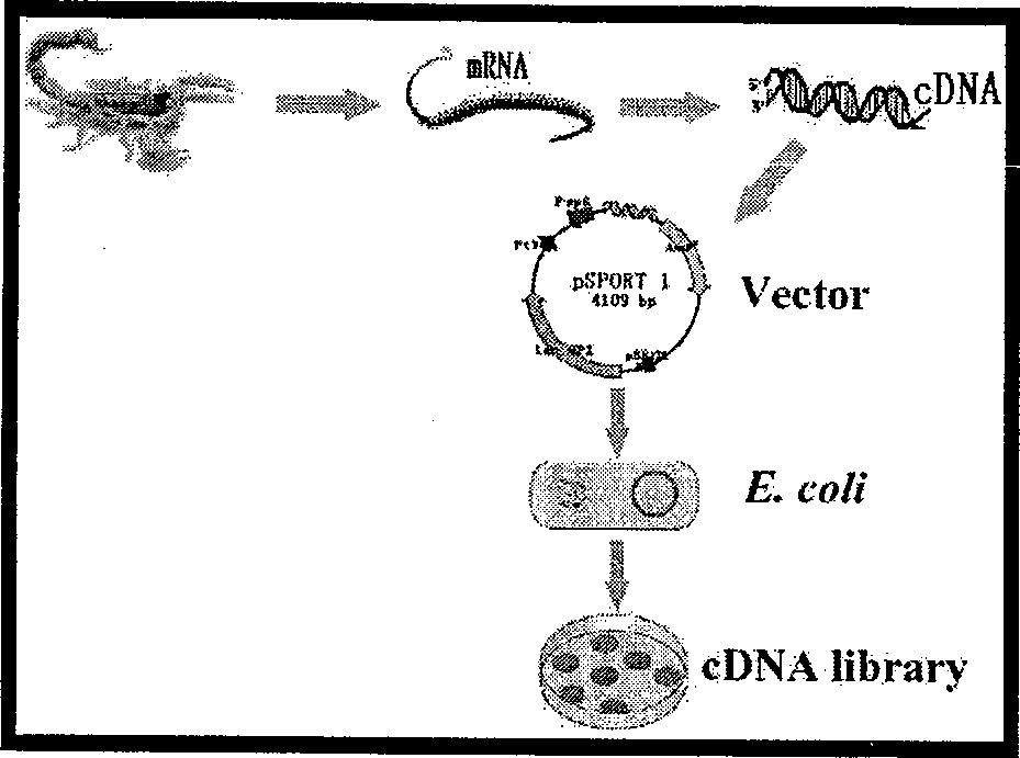 East-Asia scorpion antibiotic peptide gene and preparation method and application