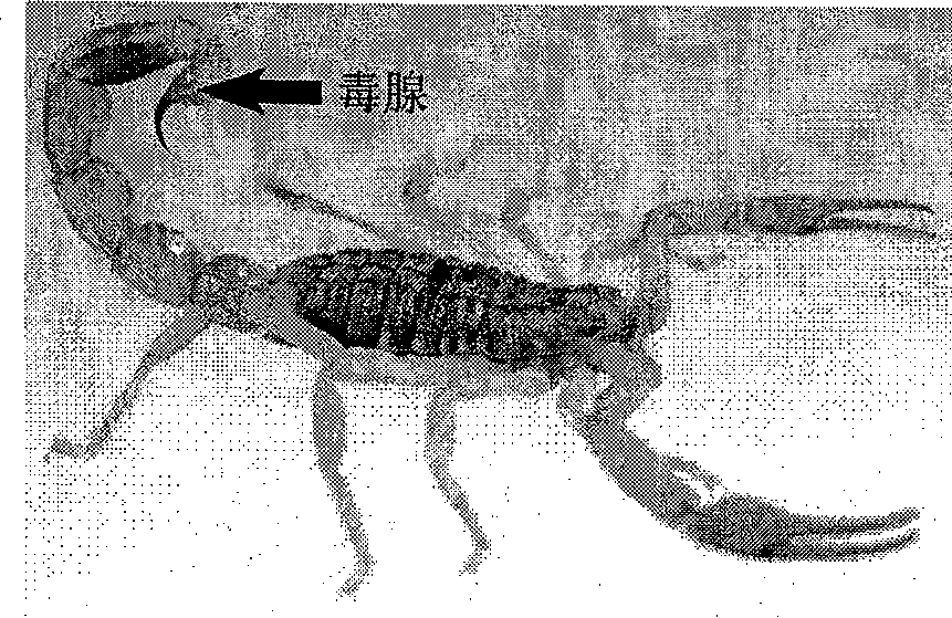 East-Asia scorpion antibiotic peptide gene and preparation method and application