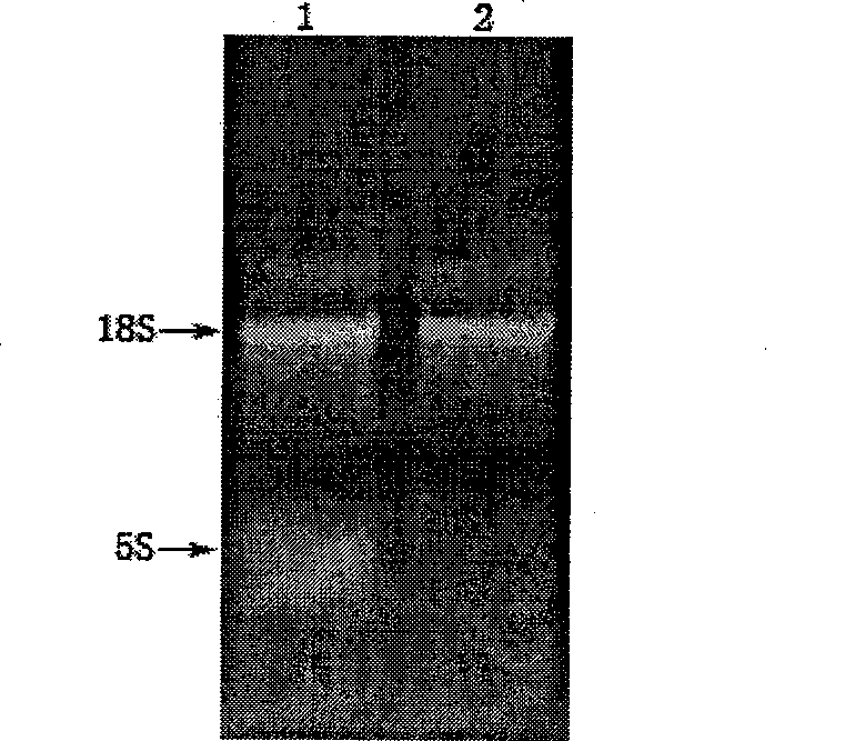 East-Asia scorpion antibiotic peptide gene and preparation method and application