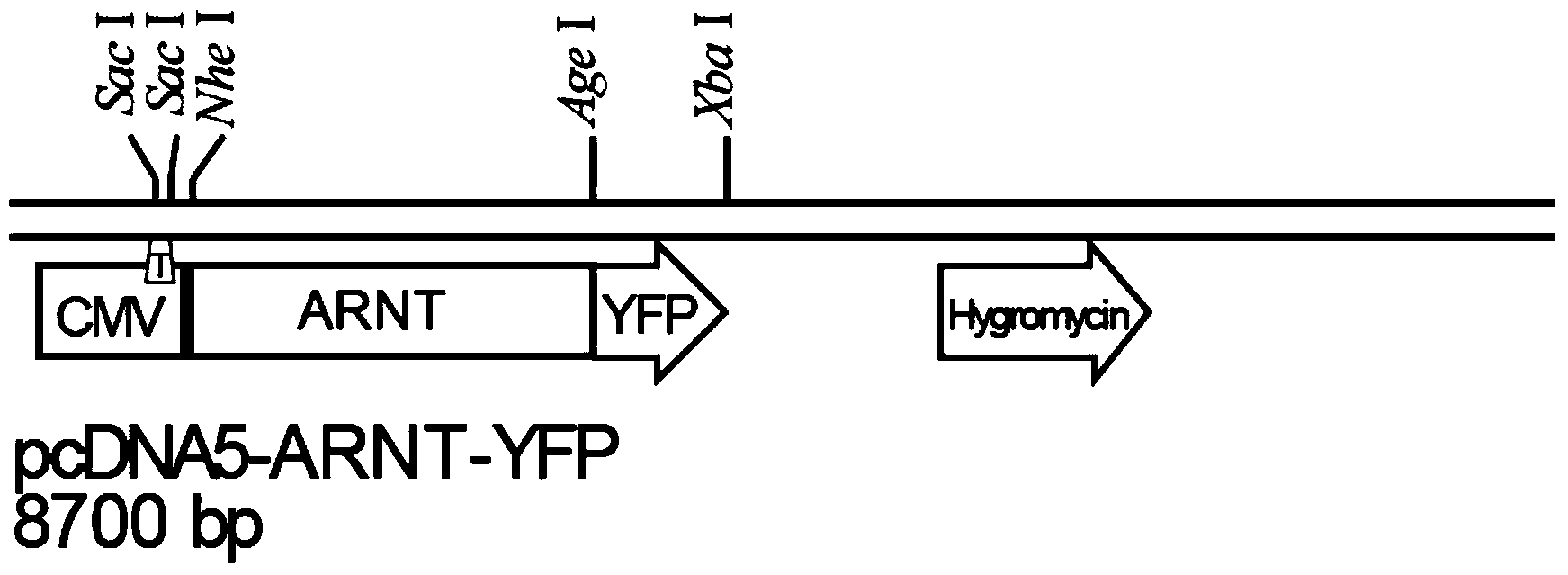 Method and system of detecting dioxin-like compounds