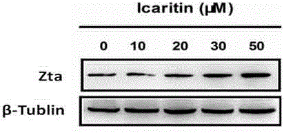Application of icaritin in preparation of anti-NK/T cell lymphoma drug