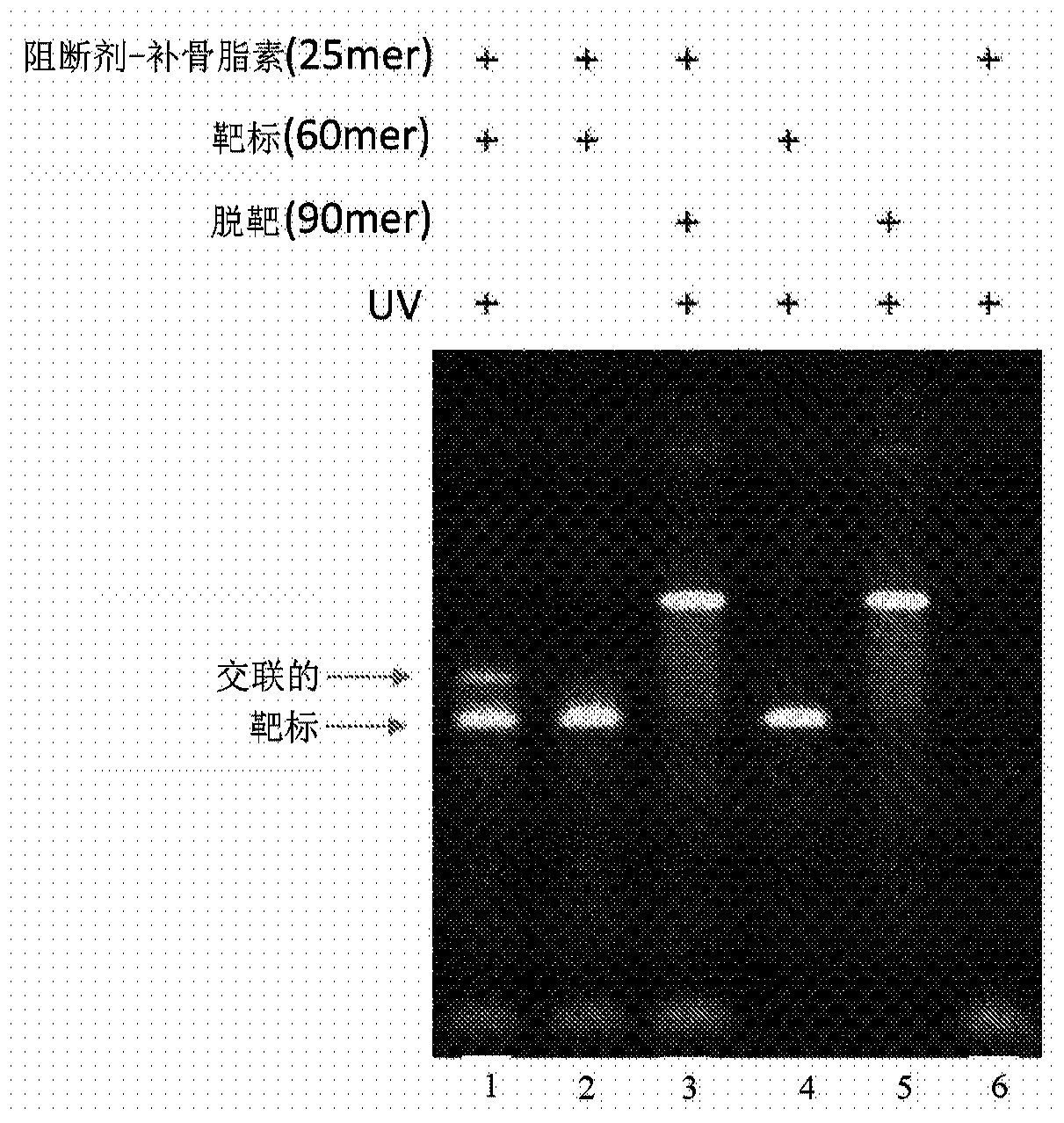 Selective enrichment of population of DNA in mixed DNA sample through targeted suppression of DNA amplification