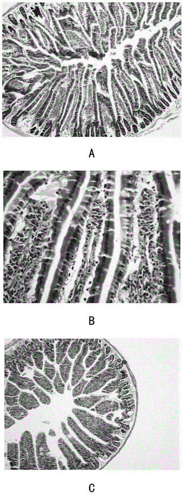 Method for constructingmouse animal model with qi-deficiency typegastrointestinal dysfunction