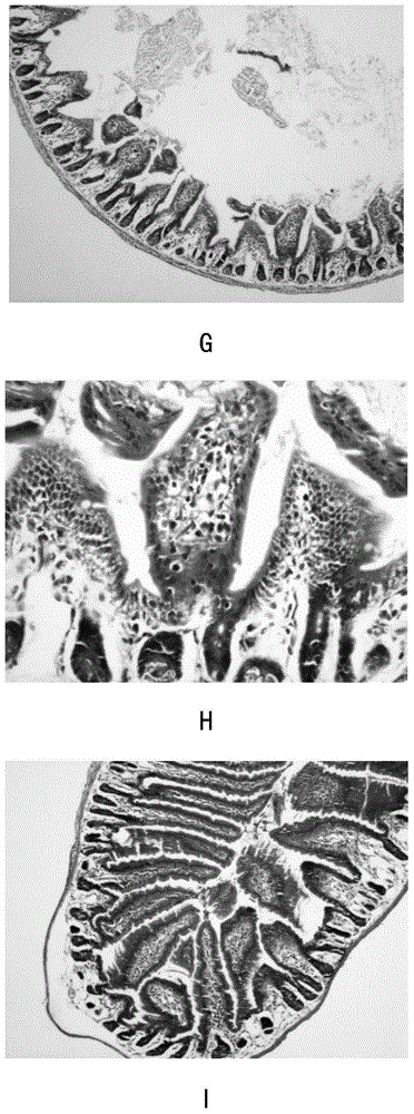 Method for constructingmouse animal model with qi-deficiency typegastrointestinal dysfunction