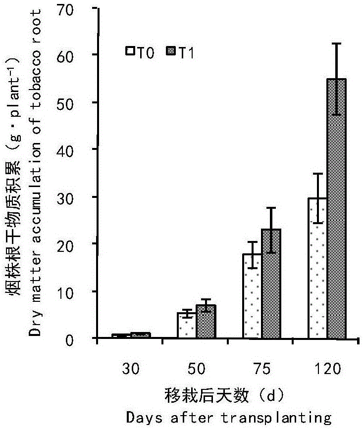 Fertilizing method for improving tobacco plant dry matter accumulation