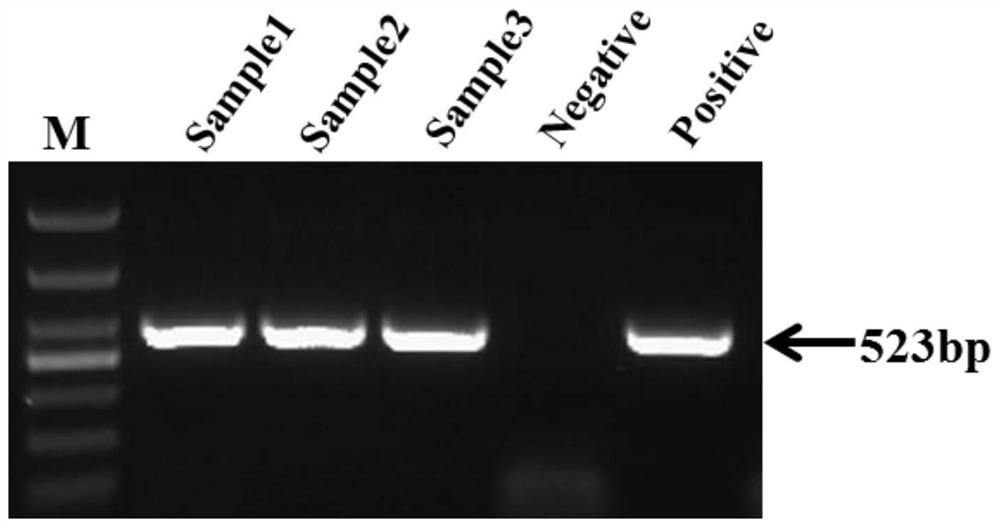 Isolated pathogenic yellow catfish calicivirus and its specific sequence and application