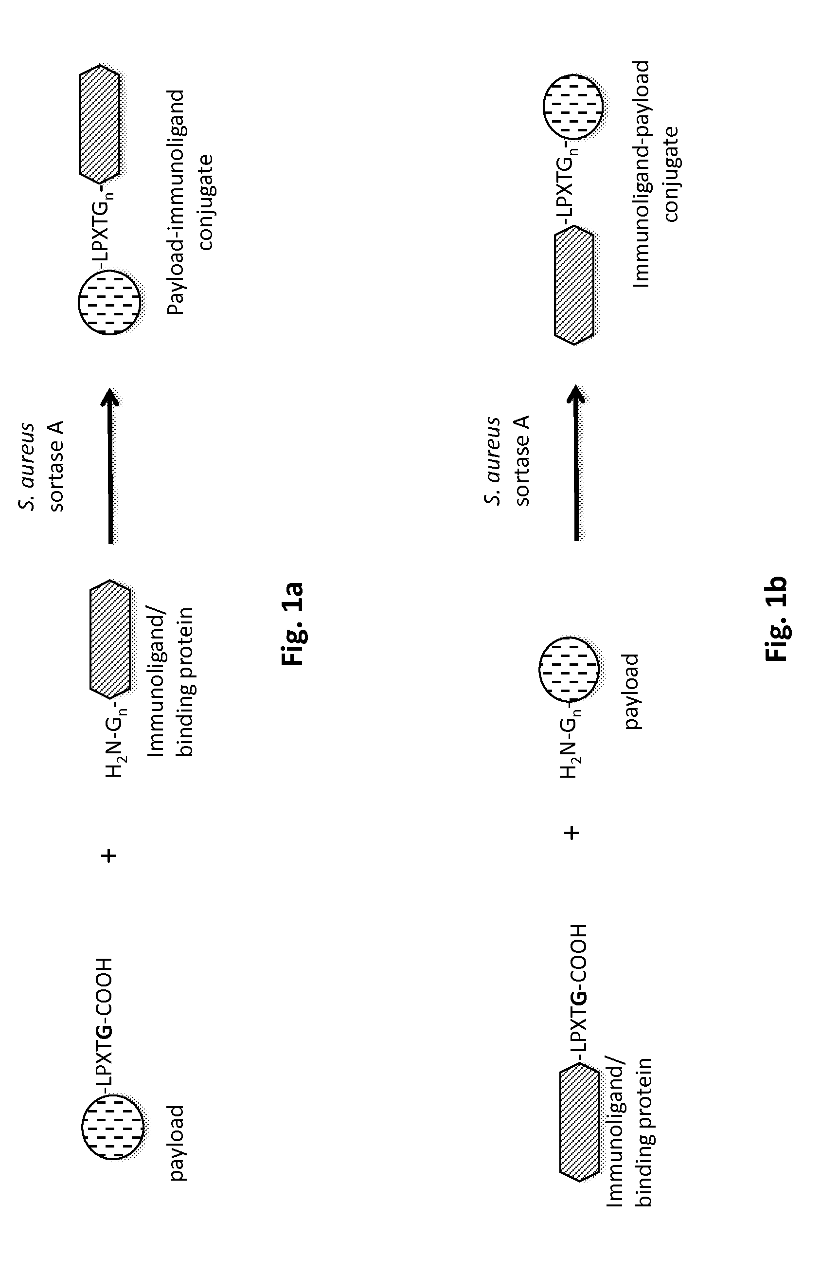 Method of producing an immunoligand/payload conjugate