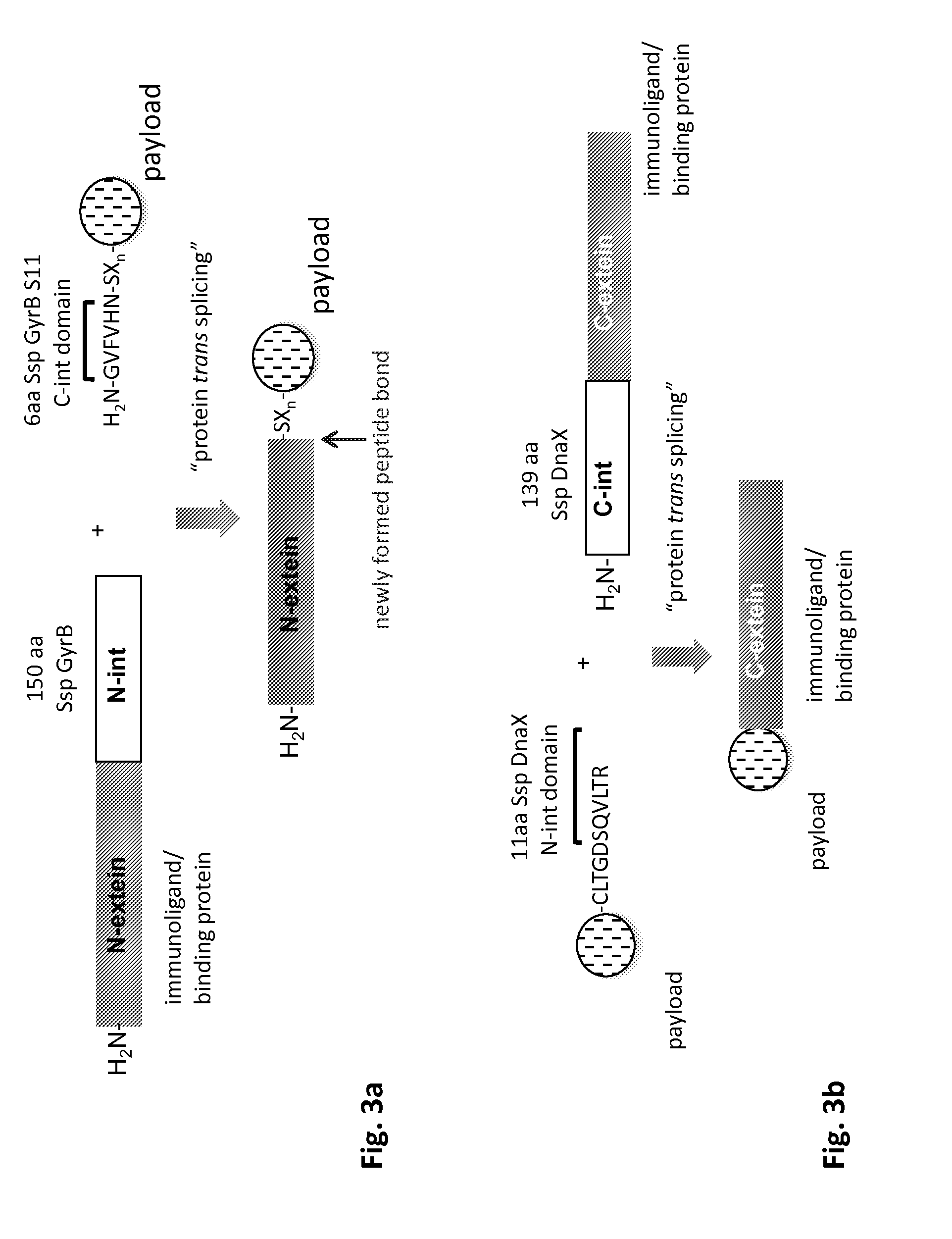 Method of producing an immunoligand/payload conjugate