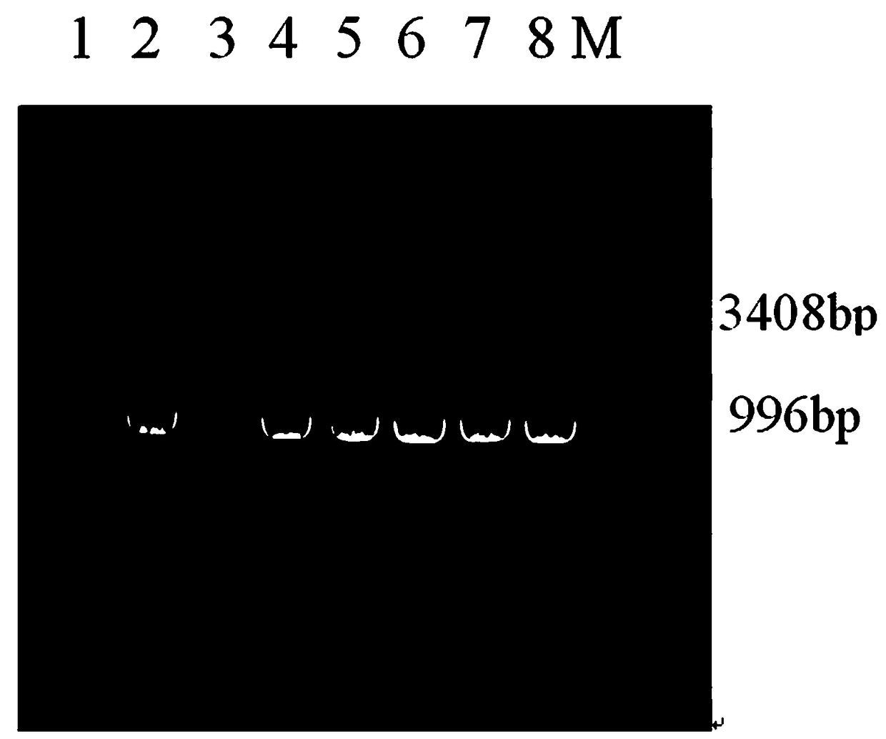 Nicotine selectively degrading bacterium construction method and application in waste tobacco water extract of nicotine selectively degrading bacteria