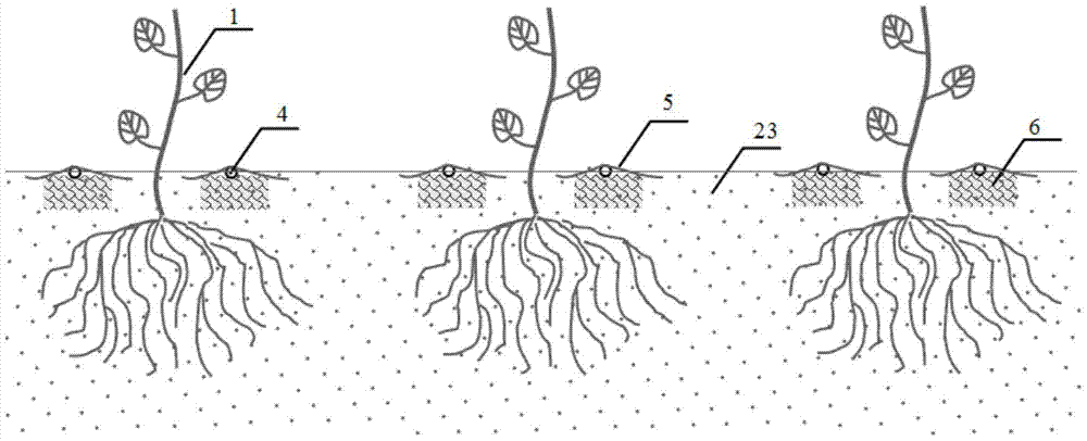 The protected cultivation method of grapes