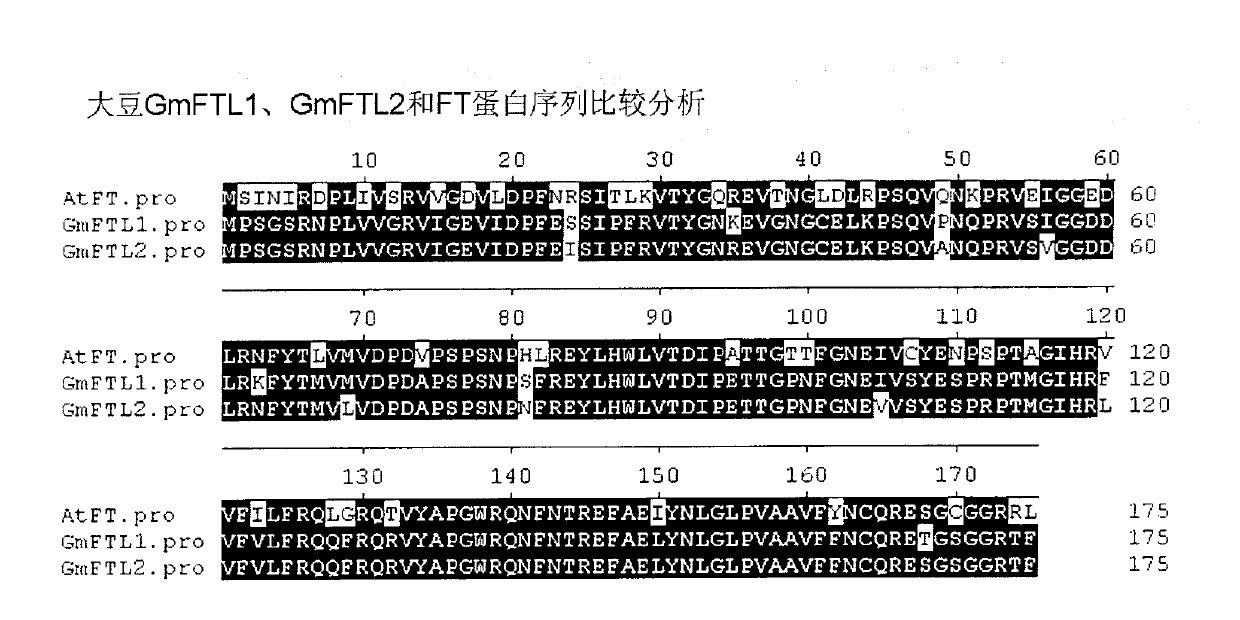 Soybean GmFTL1 protein and soybean GmFTL2 protein as well as applications thereof