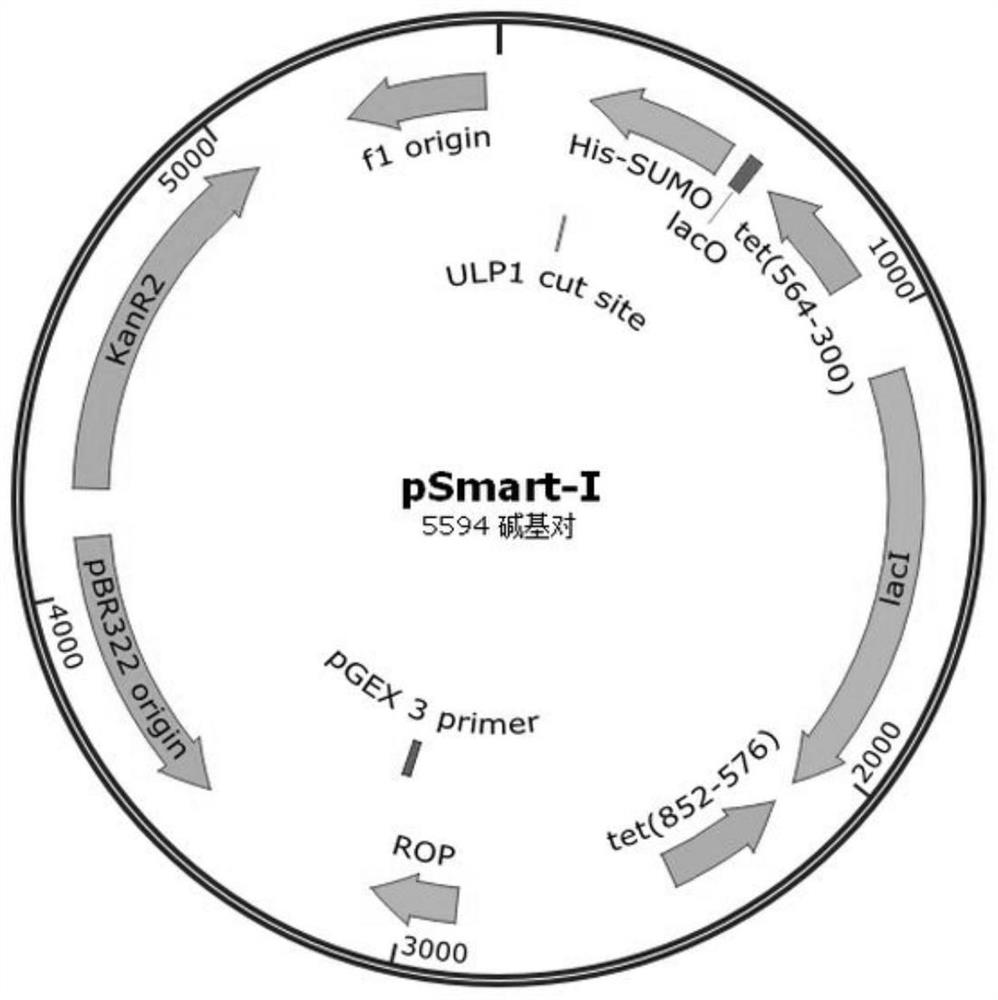 Recombinant fibronectin with anti-wrinkle repair function and its preparation method and application