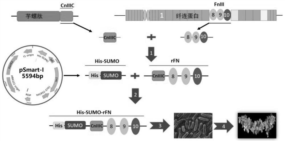 Recombinant fibronectin with anti-wrinkle repair function and its preparation method and application