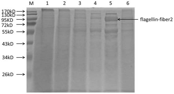 A kind of flagellin-fiber2 fusion protein, its preparation method and application