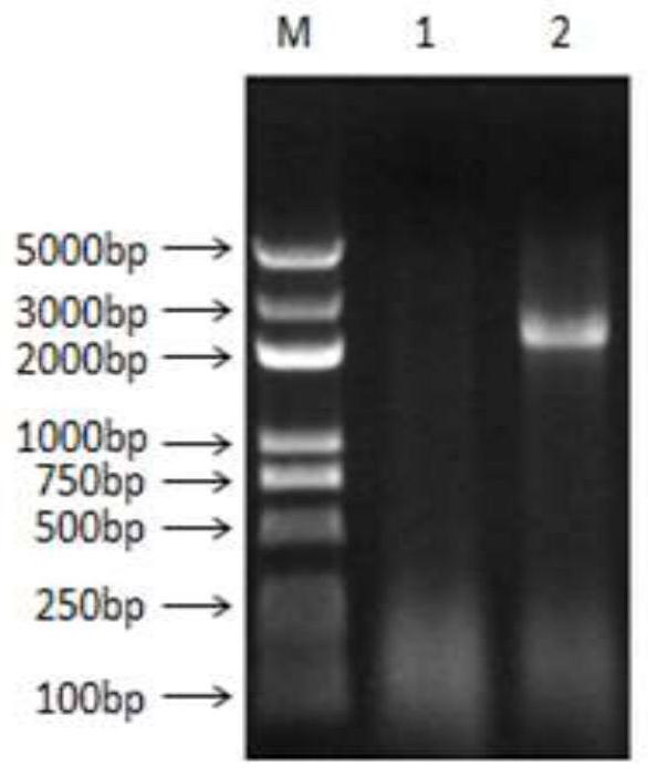 A kind of flagellin-fiber2 fusion protein, its preparation method and application