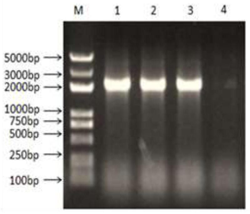 A kind of flagellin-fiber2 fusion protein, its preparation method and application