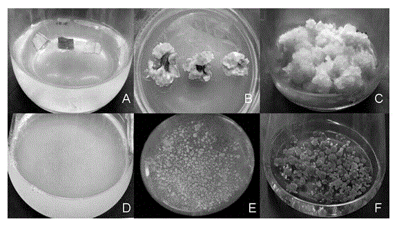 Suspension culture method for pinellia ternata artificial embryo synchronization