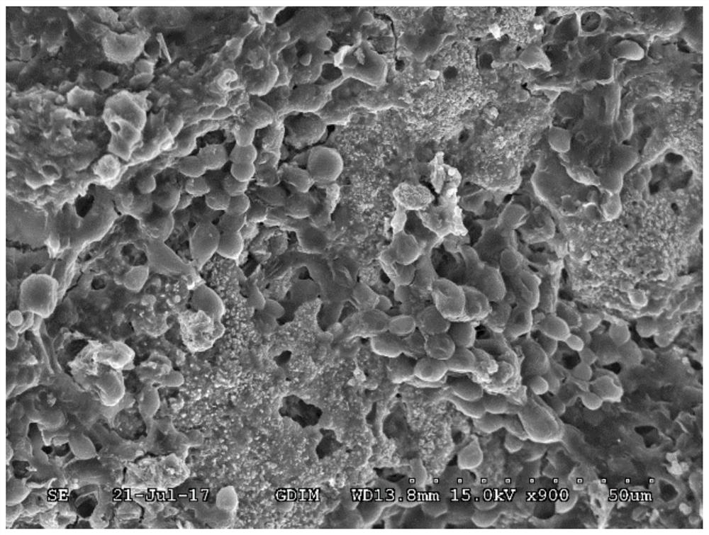 A biological filler for adsorbing and degrading hydrophobic organic waste gas and its preparation method