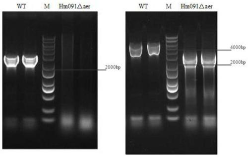 A Live Attenuated Vaccine for Prevention and Control of Aeromonas Haemorrhagic Disease in Aquaculture Animals