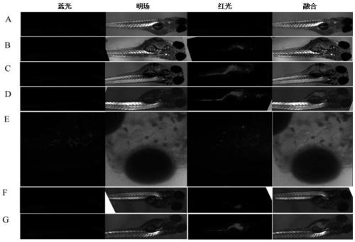 A Live Attenuated Vaccine for Prevention and Control of Aeromonas Haemorrhagic Disease in Aquaculture Animals