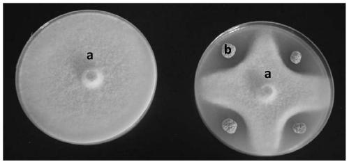 Streptomyces carpaticus and application thereof