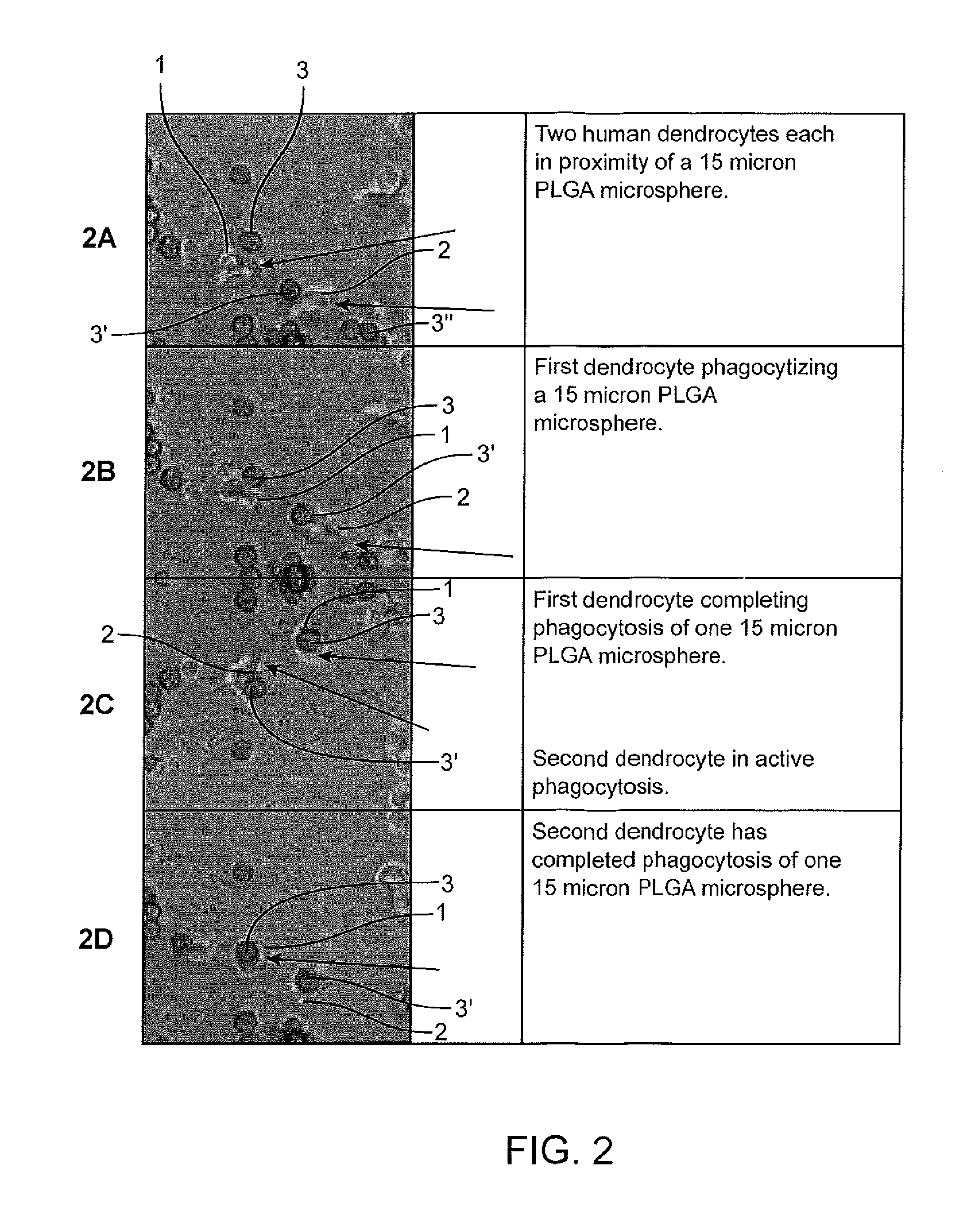 Peptide particle formulation