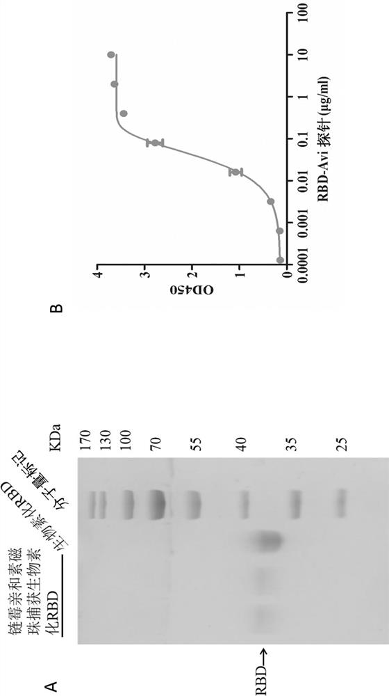 Humanized broad-spectrum anti-novel coronavirus monoclonal antibody and application thereof