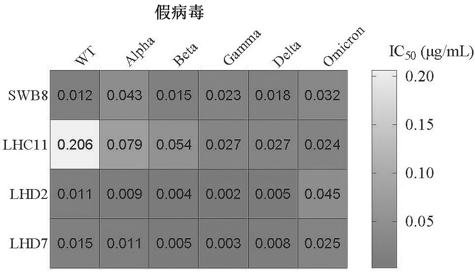 Humanized broad-spectrum anti-novel coronavirus monoclonal antibody and application thereof