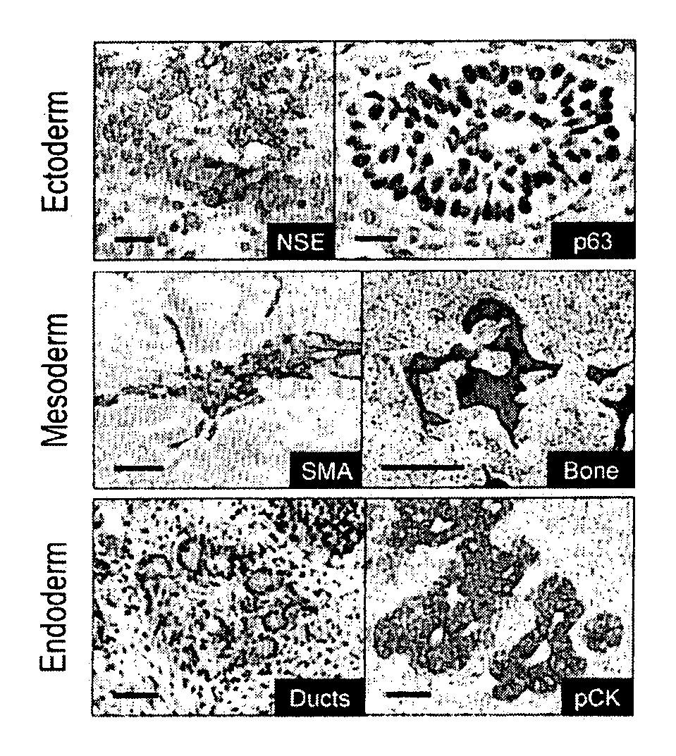 Compositions and methods useful for culturing differentiable cells