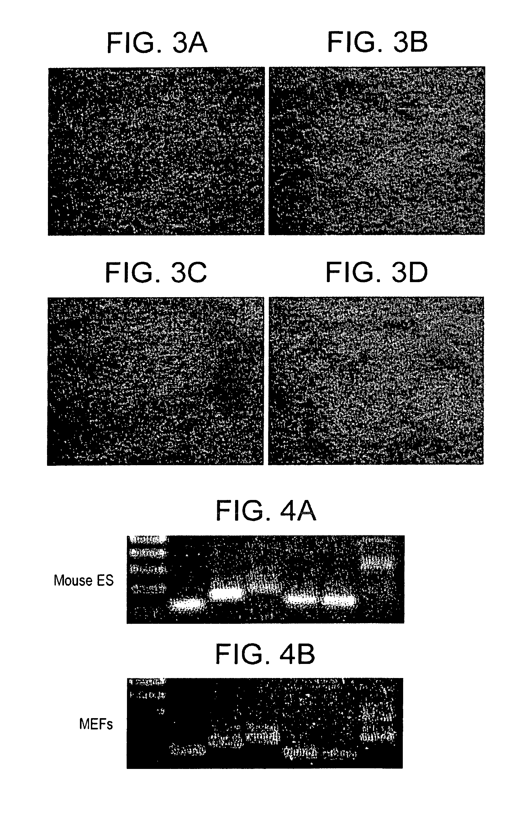 Compositions and methods useful for culturing differentiable cells