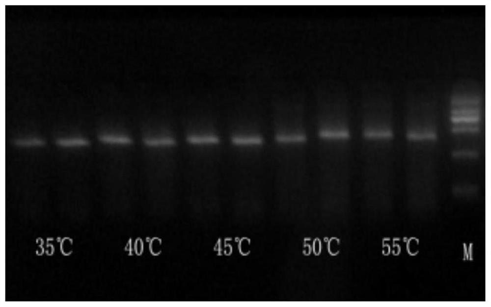 Nucleic acid for inhibiting thermostable polymerase and application thereof