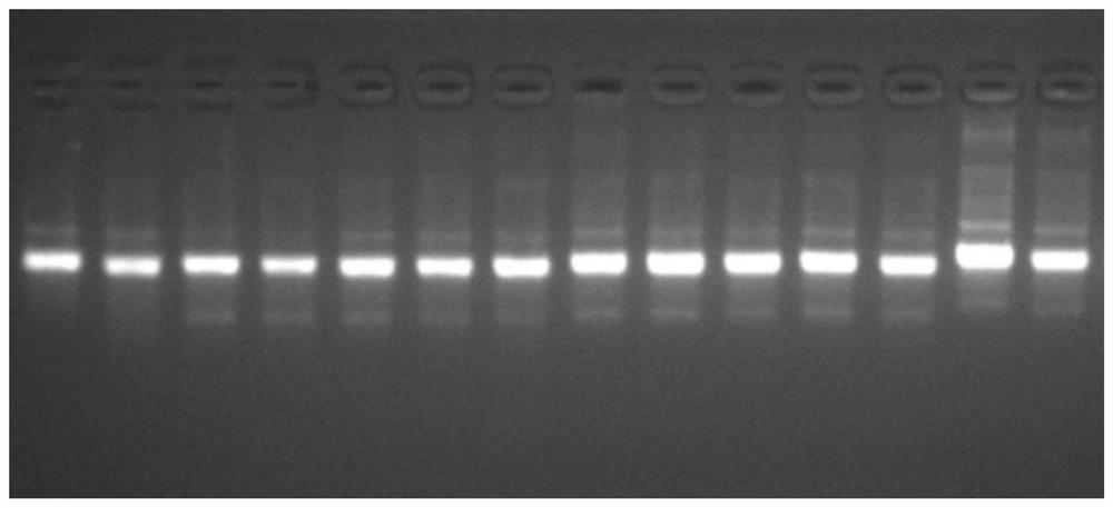 Nucleic acid for inhibiting thermostable polymerase and application thereof