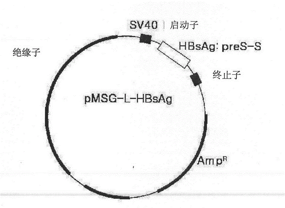 Hepatitis b vaccine and preparation technology thereof