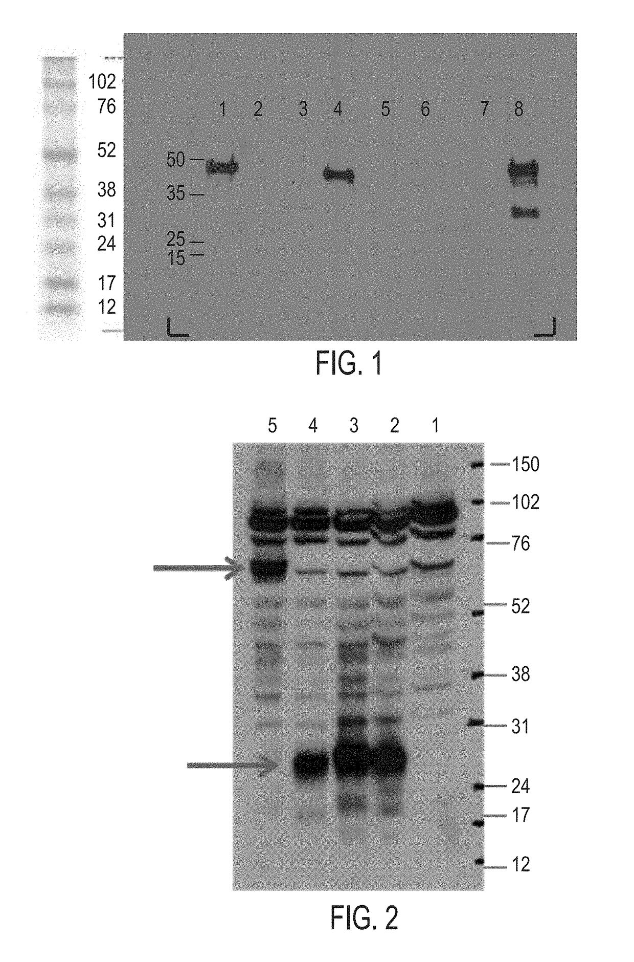 C10rf32 antibodies, and uses thereof for treatment of cancer