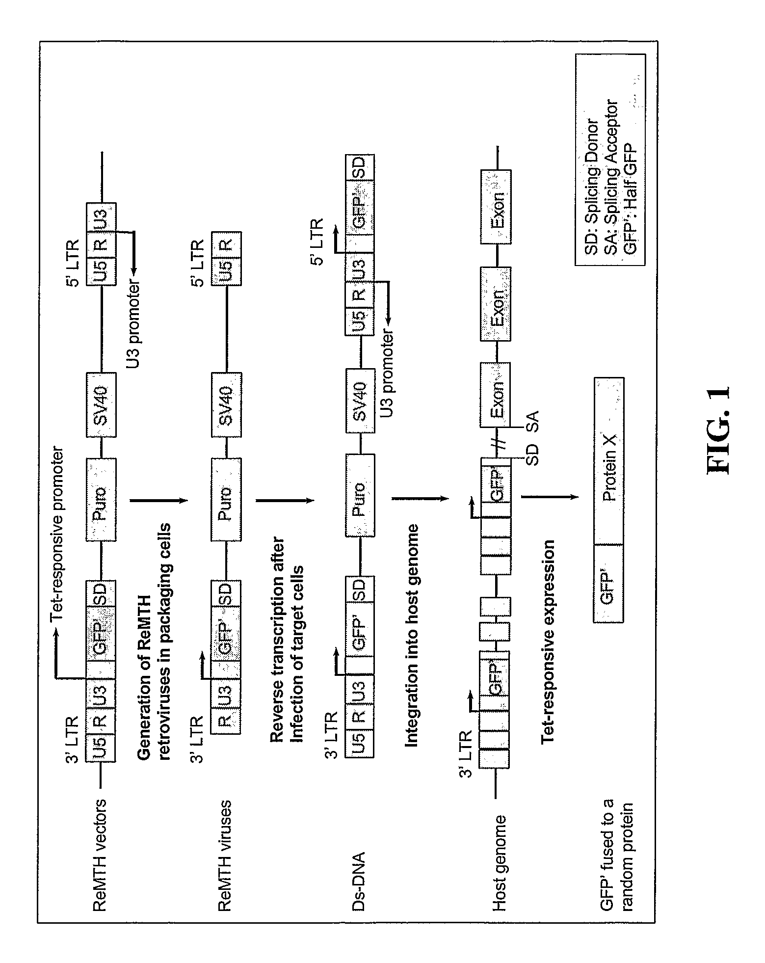 Methods and compositions related to identifying protein-protein interactions